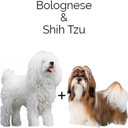 Bolo-Tzu Dog